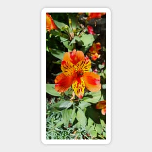 Red, Yellow and Orange Alstromeria Sticker